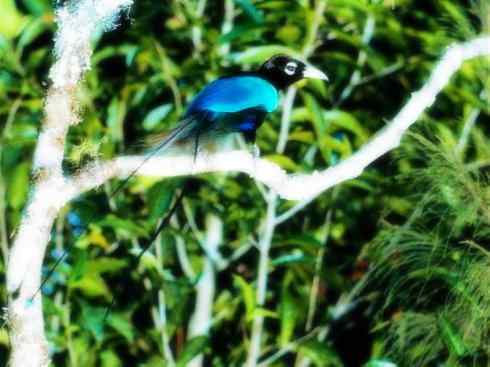 猎奇：长尾鸟雀之二