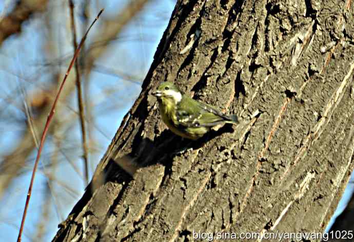 吃松子的小鸟 吃松子的小鸟