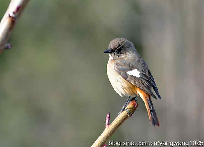 第一场春雨之后 wbr3