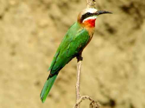 绝色攀禽：佛法僧目之蜂虎4