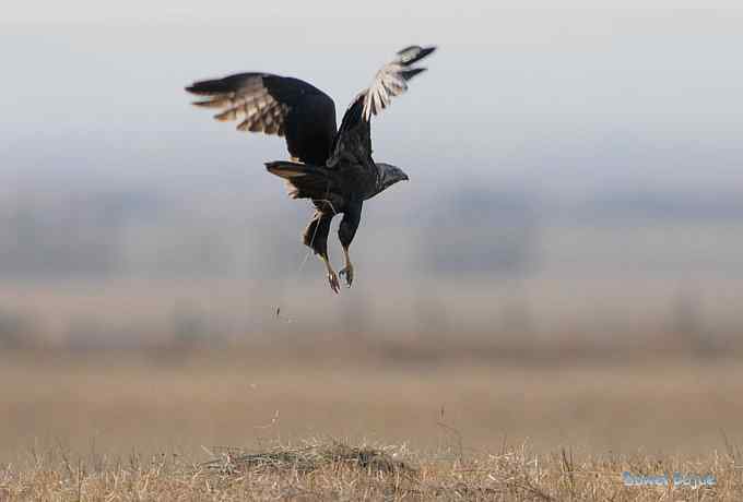 大鵟起兮神采飞扬 大鵟起兮神采飞扬