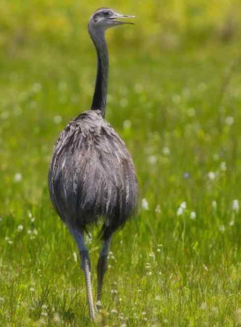 家禽驯化之源之十二 家禽驯化之源之十二