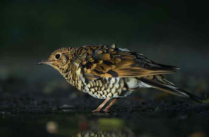 虎斑地鸫夜色中现身 wbr神坛威名依旧