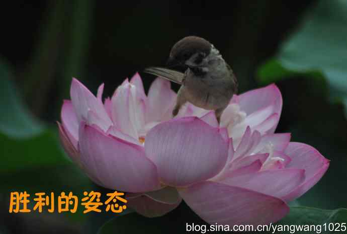 领地的和平与战争