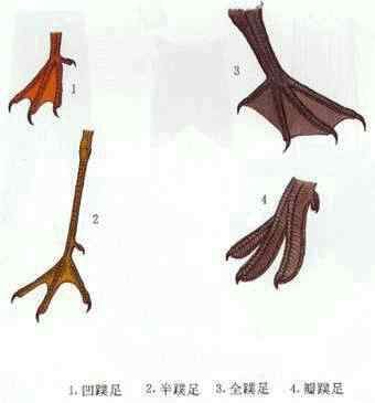 如何通过鸟类的脚来判断鸟的种类？各种环境的鸟的脚有何不同？