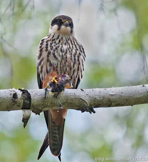 小型猛禽鈥斺斞圉溃ㄗ橥迹6张图片）