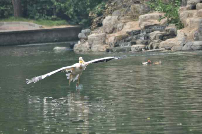 再次看到鹈鹕飞