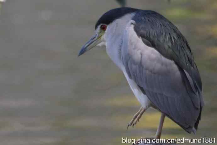 灵魂之窗 望远镜摄影Digiscoping