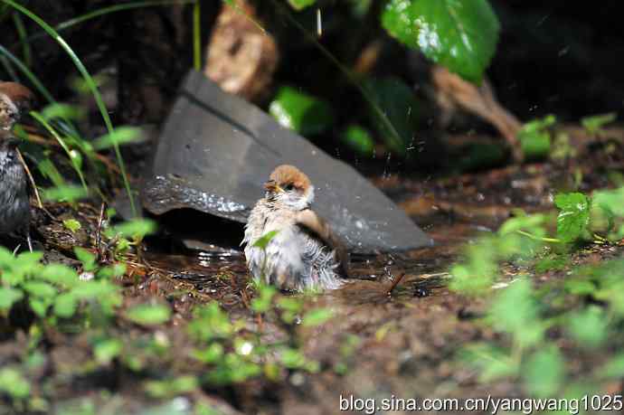 讲卫生的小麻雀（纪实版）