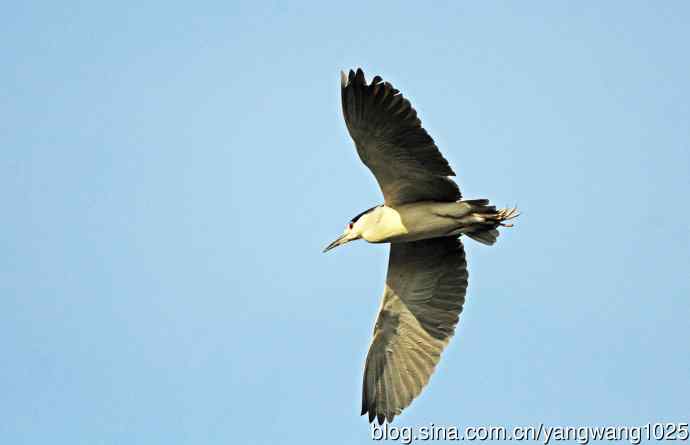 夜鹭（库存片）