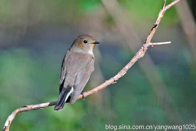 秋天的红喉姬鹟（4）