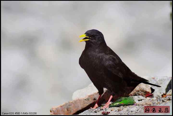 新疆鸟类大全——行色无忌的南疆鸟类摄影