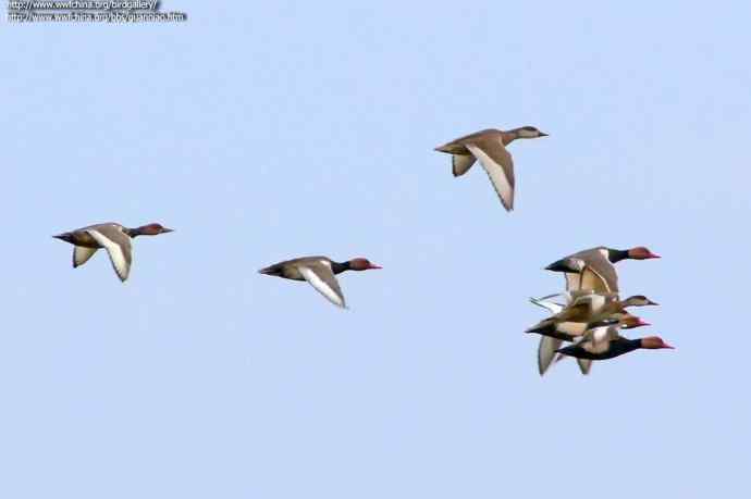 四川西昌鸟类摄影——赤嘴潜鸭