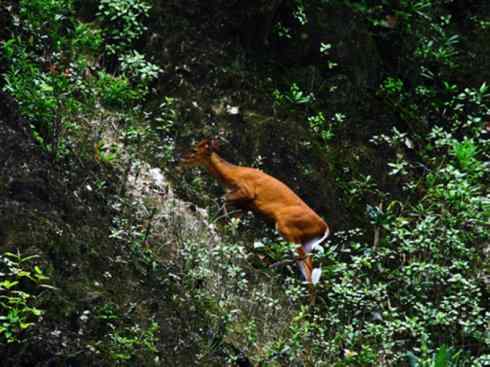 麒麟：传说的兽原型探秘（麂）