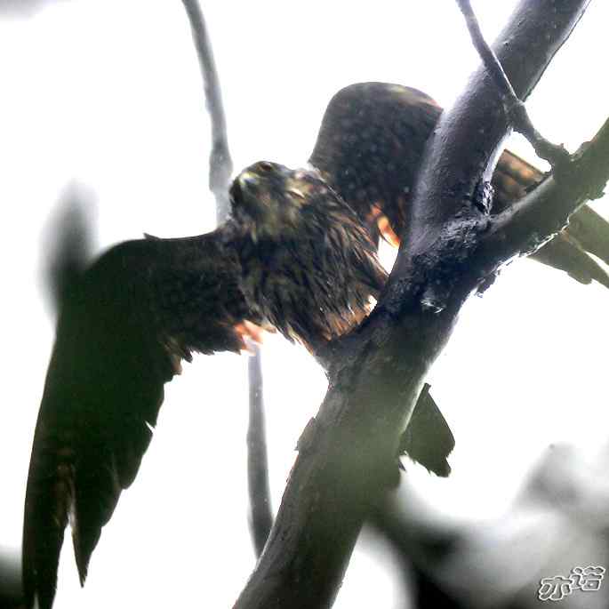 圆明园 wbr路 wbr雨中的隼 圆明园 wbr路 wbr雨中的隼
