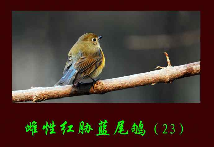 雌性红胁蓝尾鸲（23）