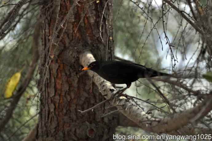 哇！我知道了！它的名字叫乌鸫dong