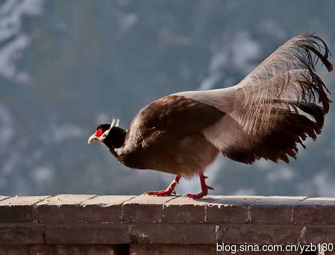 闪亮登场&bull;褐马鸡&bull;国家一级（组图，20张图片）