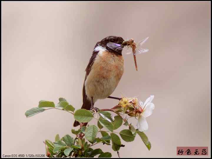 新疆鸟类大全——行色无忌的南疆鸟类摄影