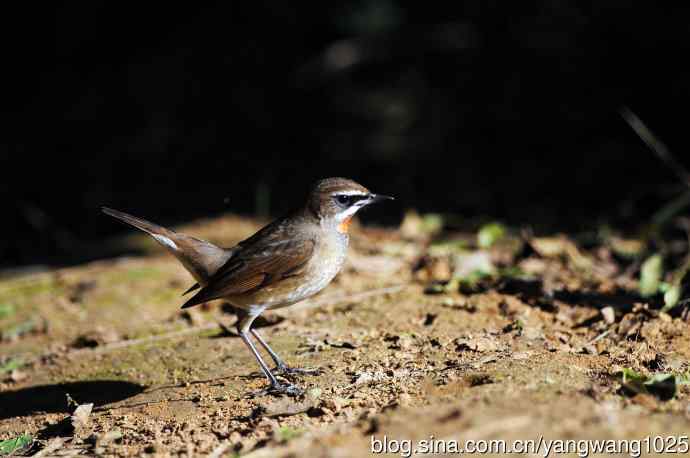 红喉歌鸲（16）