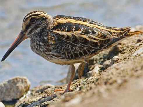 鸟类之最：斑腹沙锥