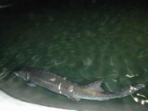 鱼类活化石：中华鲟