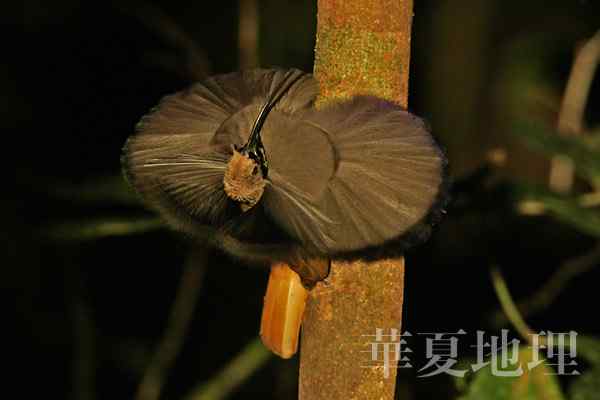 没有脚的鸟－－极乐鸟