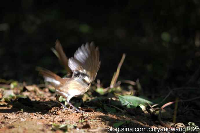 红喉歌鸲（16）