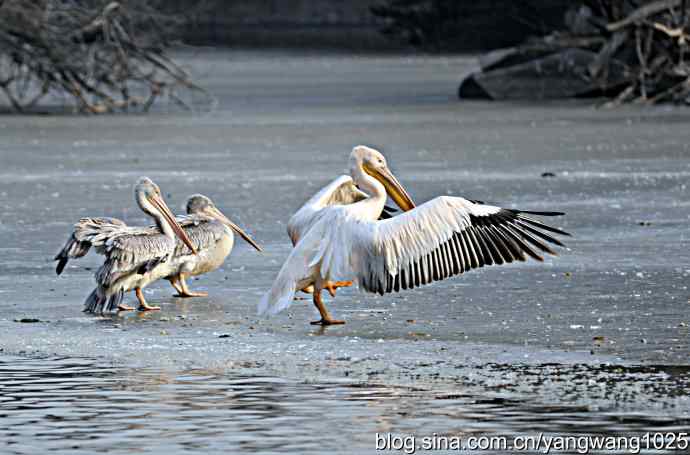 冰上鹈鹕舞 冰上鹈鹕舞