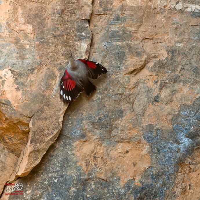 北京十渡&nbsp;wbr路&nbsp;wbr红翅旋壁雀