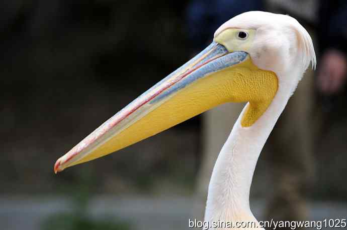 登陆巡游（纪实故事）