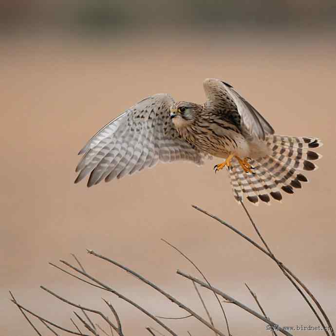 盘点野鸭湖(我的2012年) 盘点野鸭湖(我的2012年)