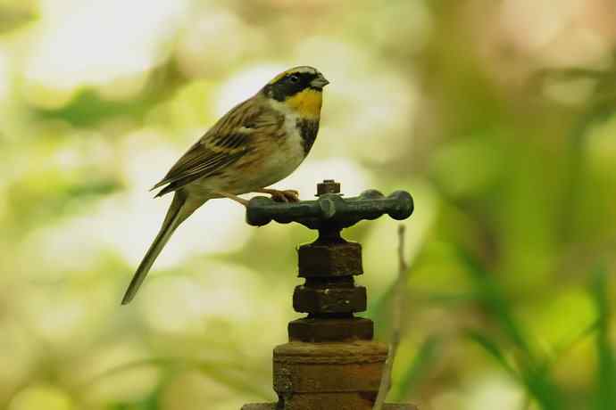 【综合】蓝歌邀宠 wbr五喉闹秋