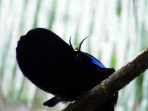 猎奇：十大奇异鸟类之二（极乐鸟、火烈鸟、猴面鹰）