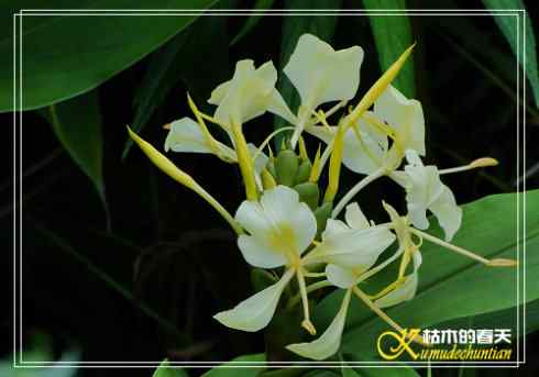 秋天-花-鸟【照片】