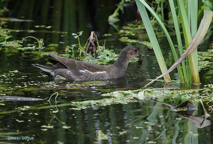 黑水鸡少年健身版