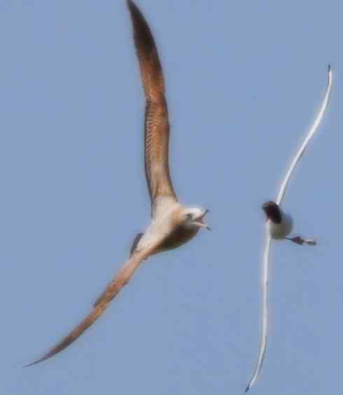 天生猎手：非猛禽类猎手（渡鸦、秃鹳）