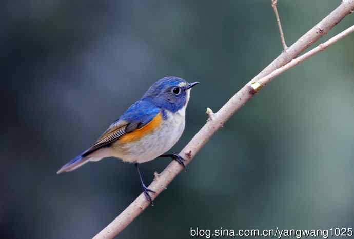 雄性红胁蓝尾鸲（2）