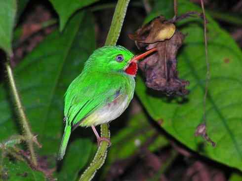 绝色攀禽：佛法僧目