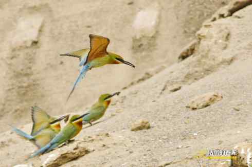 育雏期的鈥溊鹾矸浠⑩