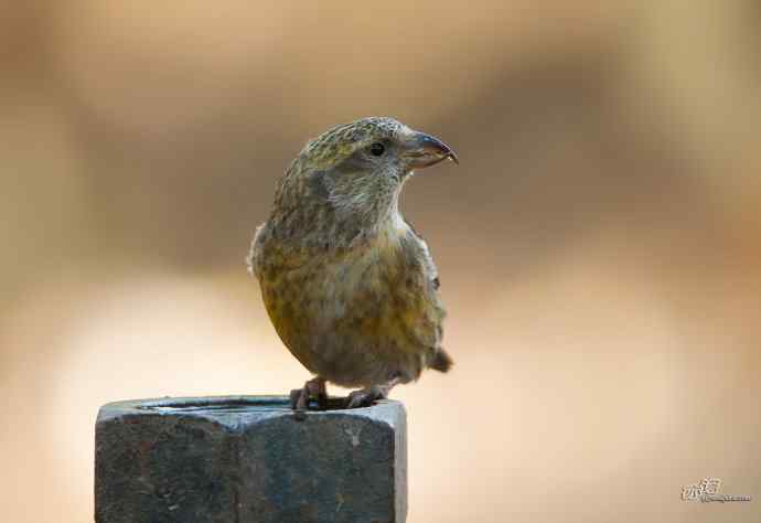 一对罕见的白翅交嘴雀 一对罕见的白翅交嘴雀