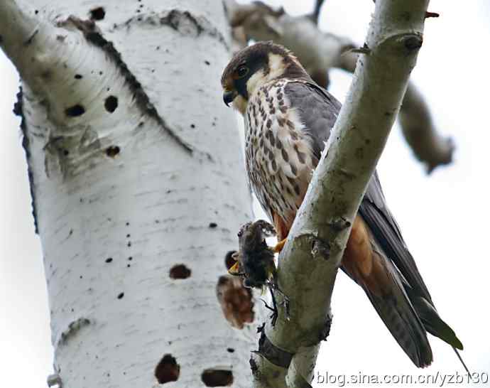 小型猛禽鈥斺斞圉溃ㄗ橥迹6张图片）