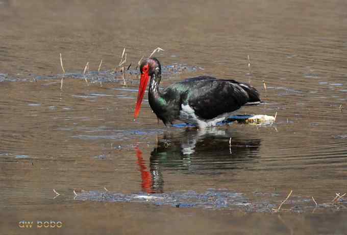 十渡观赏黑鹳捕鱼