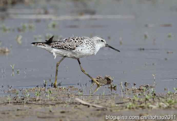 泽鹬 wbr铁嘴沙鸻