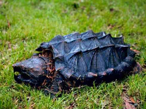 玄武：传说的兽原型探秘（鳄龟）