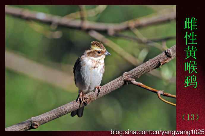 雌性黄喉鹀（13）