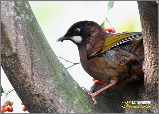 噪鹛系列之三：黑顶噪鹛【照片】