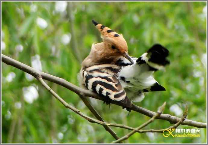 风情万种的鈥湸魇も澞瘛菊掌