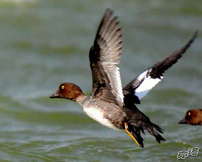 官厅水库&nbsp;wbr路&nbsp;wbr飞行的鸟儿