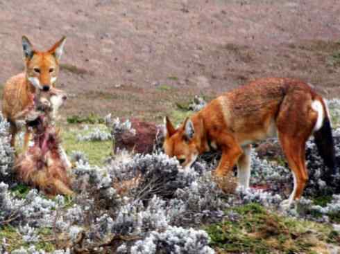 犬科:犬亚科犬属之西门豺、侧纹豺(胡狼类) 犬科:犬亚科犬属之西门豺、侧纹豺(胡狼类)